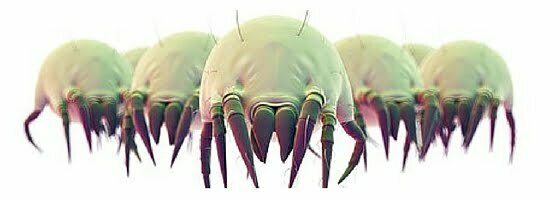 common dust mites that cause allergies