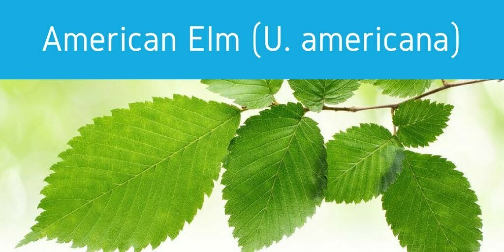 How pollen effecs allergies