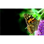 Butterfly on Flower MSCA