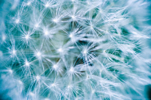 Dandelion Globe With Seeds