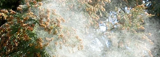 tree pollen 