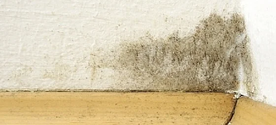 mold causing allergies in bedroom