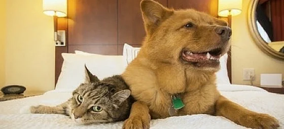 pet animal dander allergies