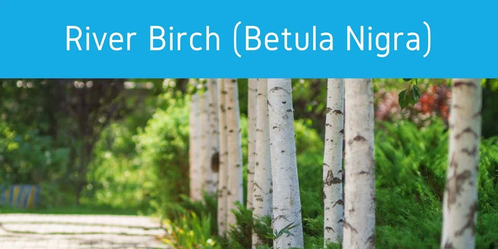 river-birch-betula-nigra