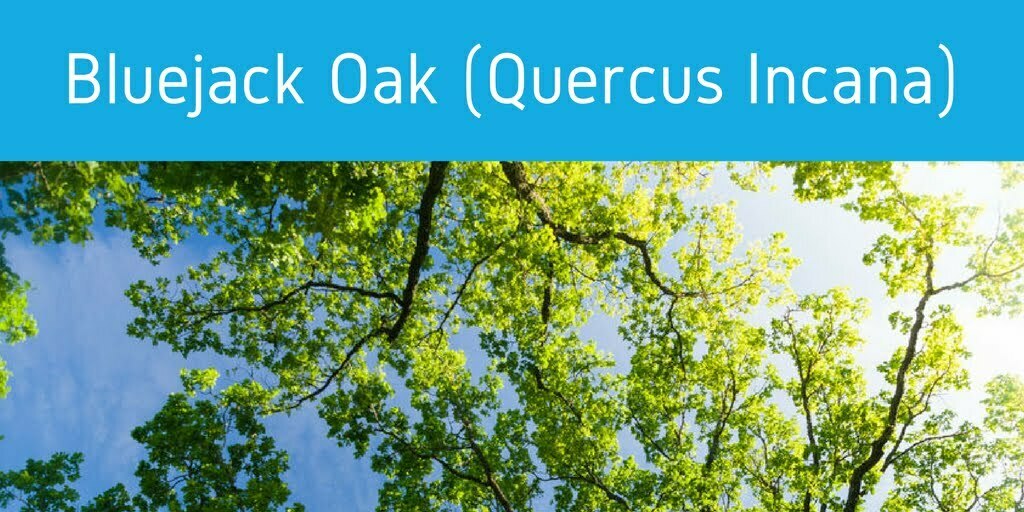 oak tree pollen allergies jacksonville