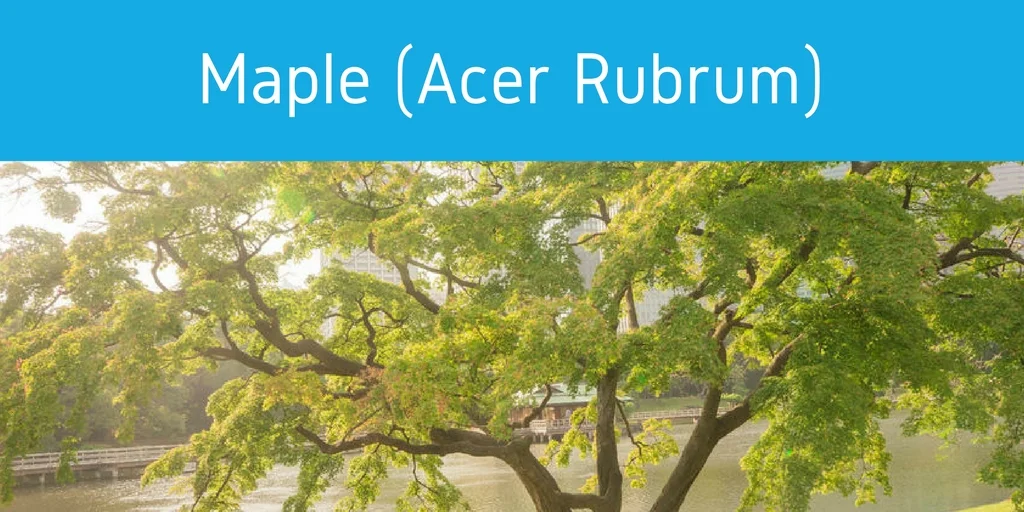 maple tree pollen allergies jacksonville