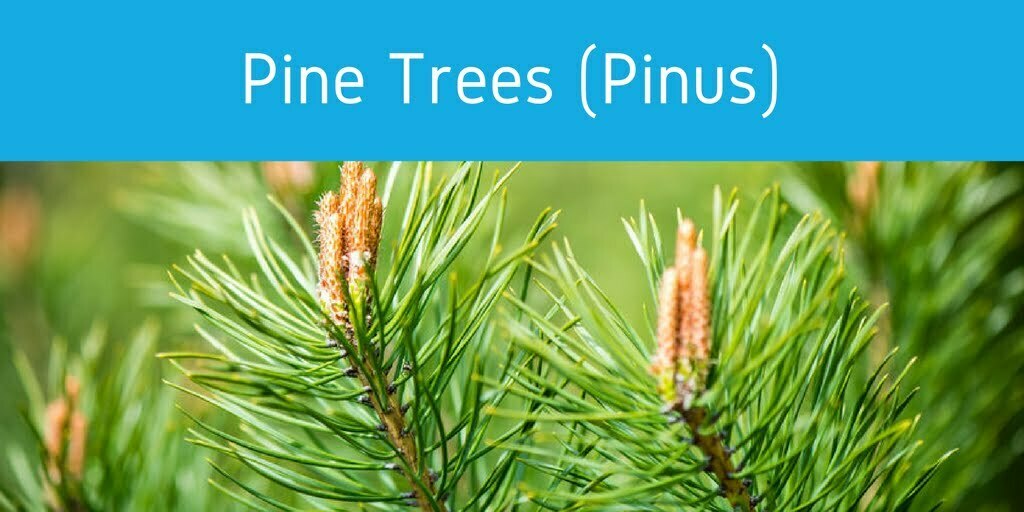 pine tree pollen allergies jacksonville
