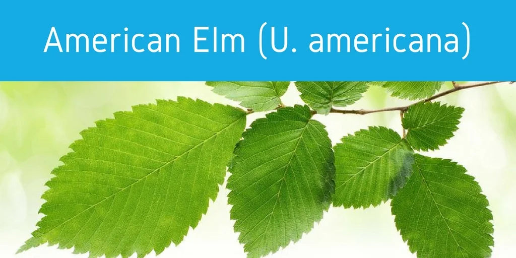 elm tree pollen allergies jacksonville